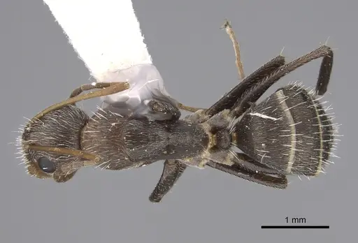 Camponotus fasciatellus specimen CASENT0217647 image casent0217647_1
