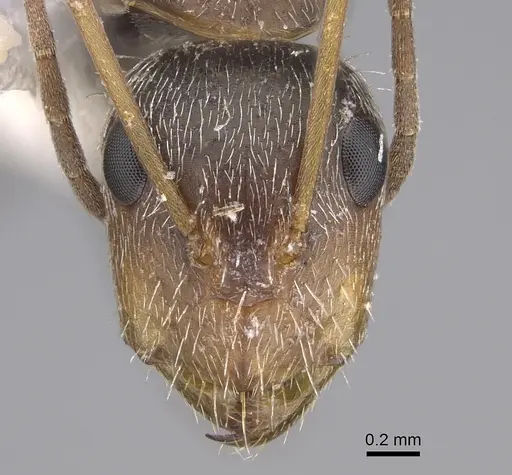 Camponotus fasciatellus specimen CASENT0217647 image casent0217647_2