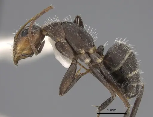 Camponotus fasciatellus specimen CASENT0217647 image casent0217647_3