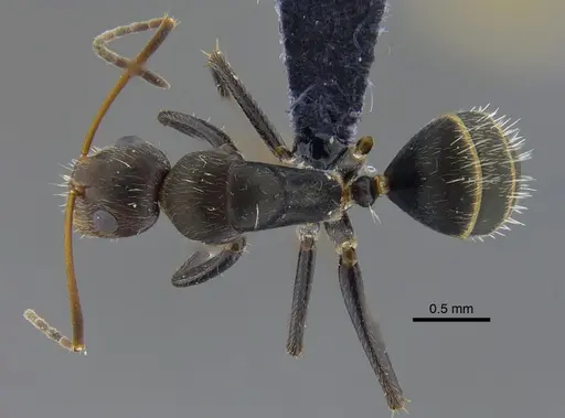 Camponotus fasciatellus specimen CBUMAGENT41780 image cbumagent41780_1