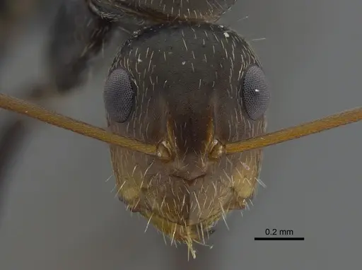 Camponotus fasciatellus specimen CBUMAGENT41780 image cbumagent41780_2
