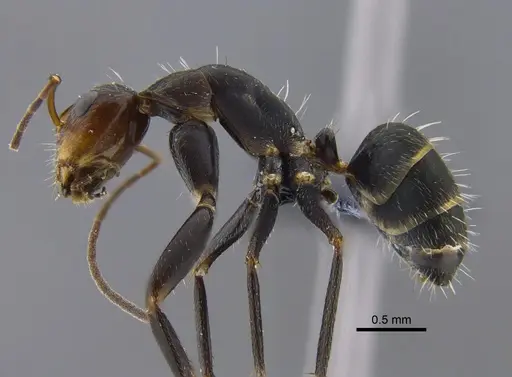Camponotus fasciatellus specimen CBUMAGENT41780 image cbumagent41780_3
