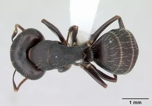 Camponotus fastigatus specimen CASENT0173416 image casent0173416_1