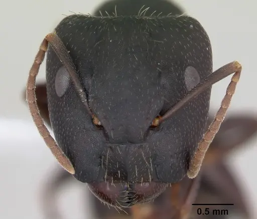 Camponotus fastigatus specimen CASENT0173416 image casent0173416_2