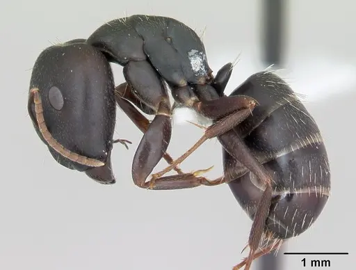 Camponotus fastigatus specimen CASENT0173416 image casent0173416_3