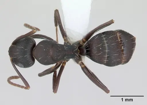 Camponotus fastigatus specimen CASENT0173417 image casent0173417_1