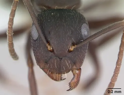 Camponotus fastigatus specimen CASENT0173417 image casent0173417_2