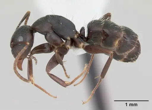 Camponotus fastigatus specimen CASENT0173417 image casent0173417_3