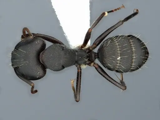 Camponotus fastigatus specimen CASENT0882051 image casent0882051_1