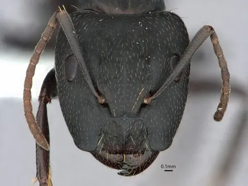 Camponotus fastigatus specimen CASENT0882051 image casent0882051_2