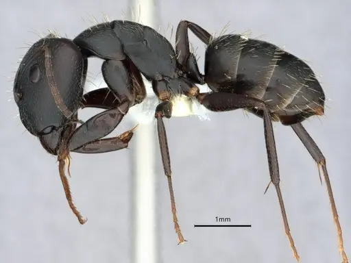 Camponotus fastigatus specimen CASENT0882051 image casent0882051_3