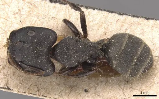 Camponotus fastigatus specimen CASENT0905482 image casent0905482_1