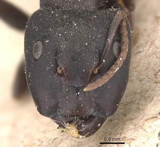 Camponotus fastigatus specimen CASENT0905482 image casent0905482_2