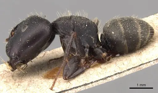 Camponotus fastigatus specimen CASENT0905482 image casent0905482_3
