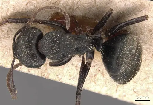 Camponotus fastigatus specimen CASENT0905483 image casent0905483_1