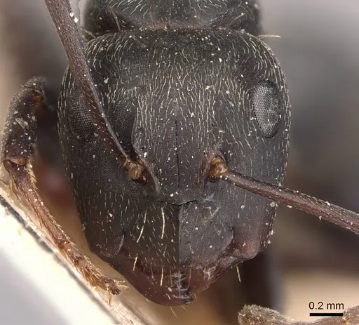 Camponotus fastigatus specimen CASENT0905483 image casent0905483_2