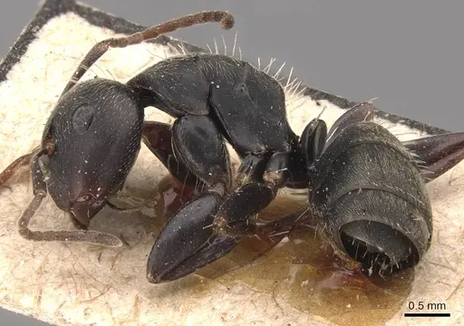 Camponotus fastigatus specimen CASENT0905483 image casent0905483_3