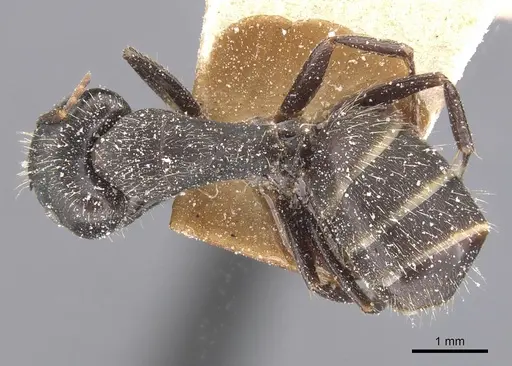 Camponotus fastigatus specimen CASENT0911684 image casent0911684_1