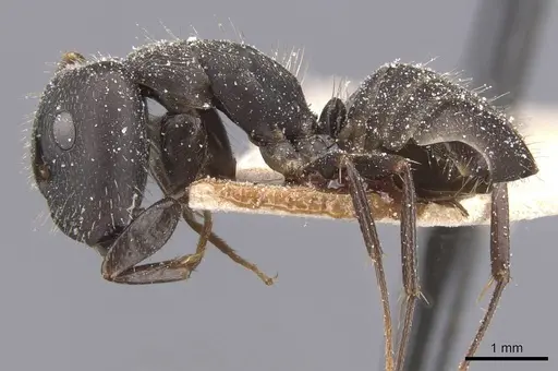 Camponotus fastigatus specimen CASENT0911684 image casent0911684_3