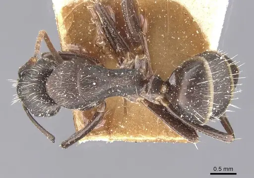 Camponotus fastigatus specimen CASENT0911685 image casent0911685_1