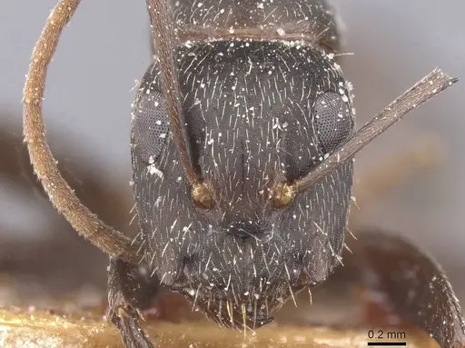 Camponotus fastigatus specimen CASENT0911685 image casent0911685_2