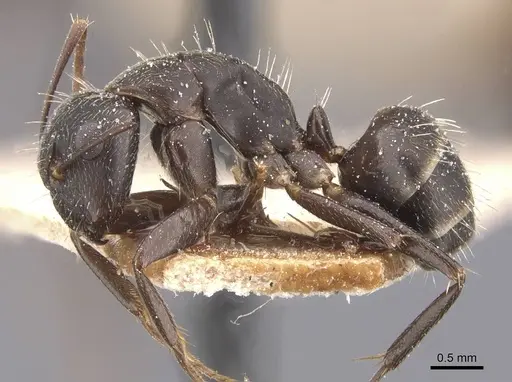 Camponotus fastigatus specimen CASENT0911685 image casent0911685_3