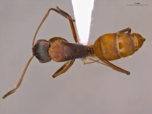Camponotus fastigatus specimen ECOFOG-CSG15-0289-04 image ecofog-csg15-0289-04_1
