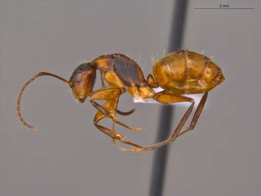Camponotus fastigatus specimen ECOFOG-CSG15-0289-04 image ecofog-csg15-0289-04_3