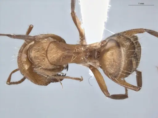 Camponotus fastigatus specimen ECOFOG-PA14-0172-03-S image ecofog-pa14-0172-03-s_1