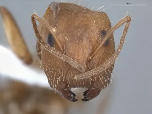 Camponotus fastigatus specimen ECOFOG-PA14-0172-03-S image ecofog-pa14-0172-03-s_2