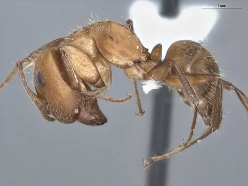 Camponotus fastigatus specimen ECOFOG-PA14-0172-03-S image ecofog-pa14-0172-03-s_3
