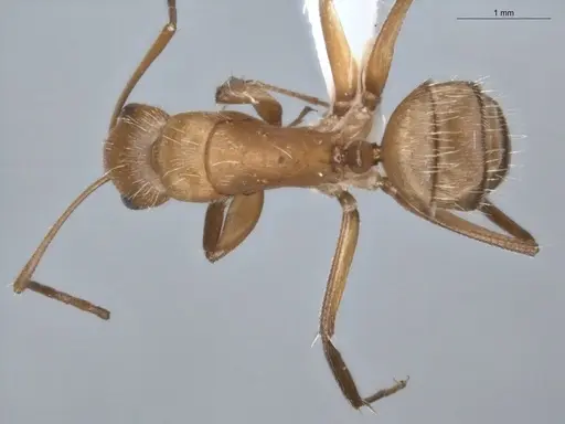 Camponotus fastigatus specimen ECOFOG-PA14-0172-03 image ecofog-pa14-0172-03_1