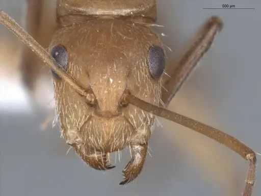 Camponotus fastigatus specimen ECOFOG-PA14-0172-03 image ecofog-pa14-0172-03_2