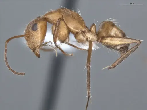 Camponotus fastigatus specimen ECOFOG-PA14-0172-03 image ecofog-pa14-0172-03_3