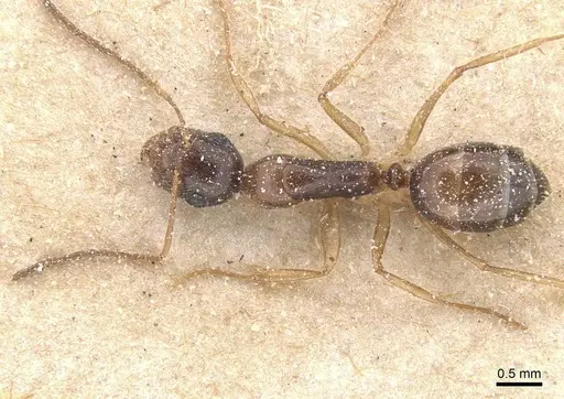 Camponotus favorabilis specimen CASENT0911760 image casent0911760_1