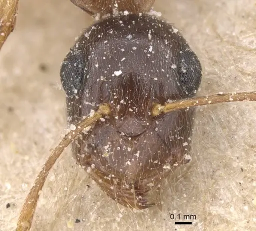 Camponotus favorabilis specimen CASENT0911760 image casent0911760_2