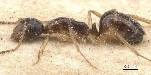 Camponotus favorabilis specimen CASENT0911760 image casent0911760_3