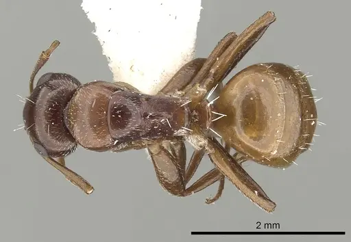 Camponotus fayfaensis specimen CASENT0249851 image casent0249851_1