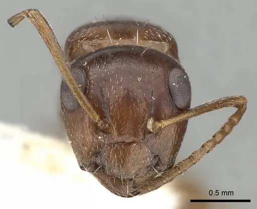 Camponotus fayfaensis specimen CASENT0249851 image casent0249851_2