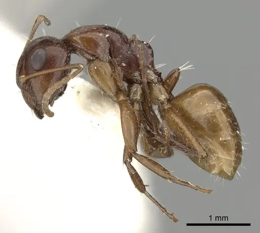 Camponotus fayfaensis specimen CASENT0249851 image casent0249851_3