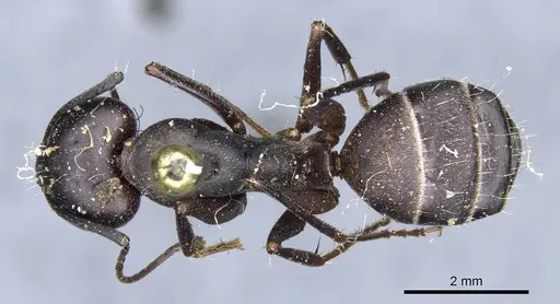 Camponotus feae specimen CASENT0905353 image casent0905353_1