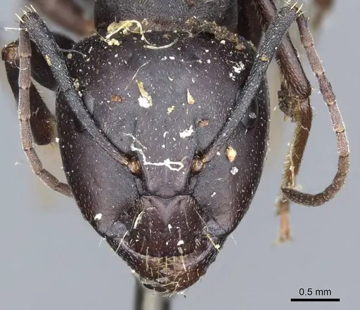 Camponotus feae specimen CASENT0905353 image casent0905353_2