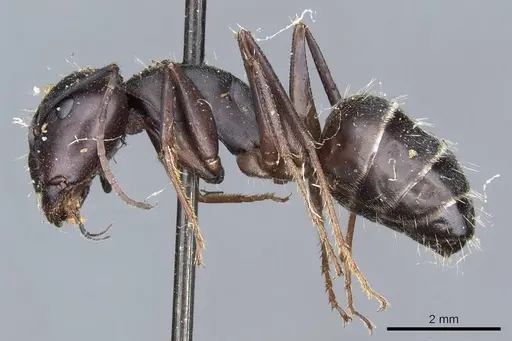 Camponotus feae specimen CASENT0905353 image casent0905353_3