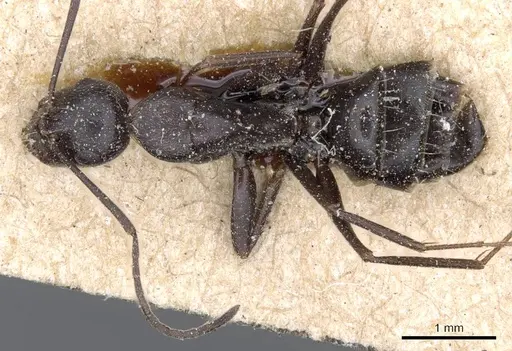Camponotus feae specimen CASENT0905354 image casent0905354_1
