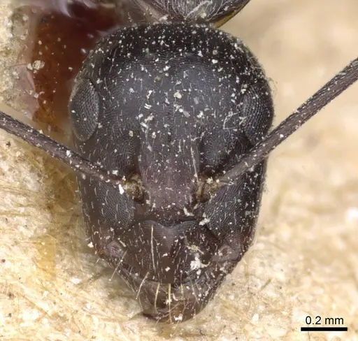 Camponotus feae specimen CASENT0905354 image casent0905354_2