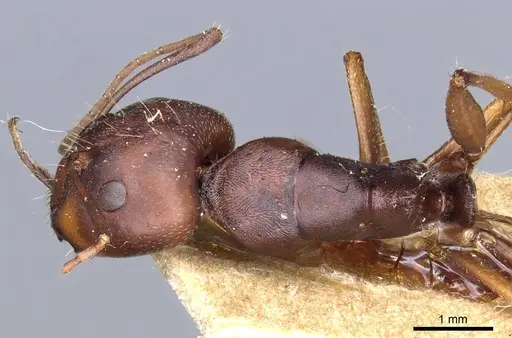 Camponotus feae specimen CASENT0905355 image casent0905355_1