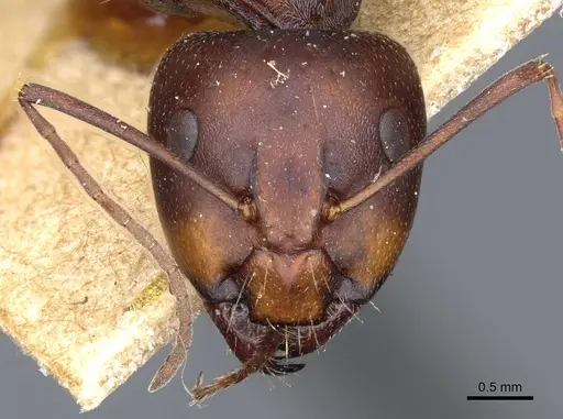 Camponotus feae specimen CASENT0905355 image casent0905355_2