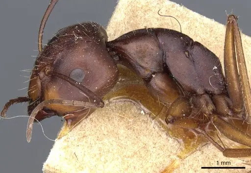 Camponotus feae specimen CASENT0905355 image casent0905355_3