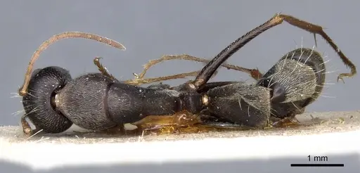 Camponotus feae specimen CASENT0905356 image casent0905356_1