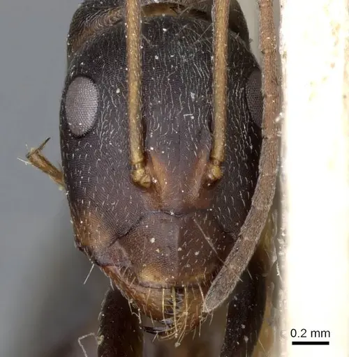 Camponotus feae specimen CASENT0905356 image casent0905356_2